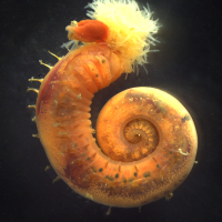 Abysmal microorganism