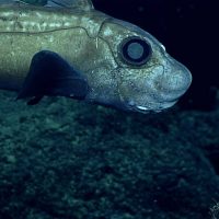 Creepy chimaera