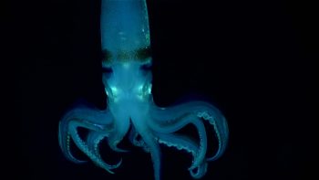 Abysmal squid