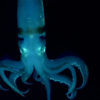 Abysmal squid