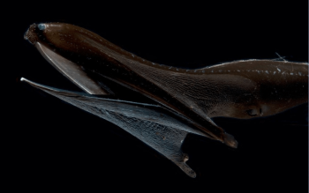 Pelecan eel Eurypharynx pelecanoides head and gills Wikimedia David Shale CC BY 4 0