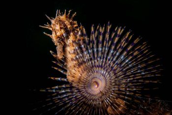 Seahorse oh spirograph Mar Piccolo Q55425459 Taranto Apulia Italy Wikimedia Roberto Strafella CC BY SA 4 0