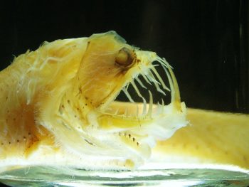 creepy fish Flickr Katie Cowden CC BY NC ND 2 0