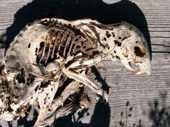 <b>Author:</b> heidi bakk-hansen<br>
<b>License:</b> <a href="https://creativecommons.org/licenses/by-nc/2.0/" target="_blank" rel="noopener">CC BY-NC 2.0</a> skeletons shadow Flickr heidi bakk hansen CC BY NC 2 0