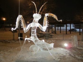 <b>Author:</b> Mack Male<br>
<b>License:</b> <a href="https://creativecommons.org/licenses/by-sa/2.0/" target="_blank" rel="noopener">CC BY-SA 2.0</a> Ice on Whyte 2012 Flickr Mack Male CC BY SA 2 0