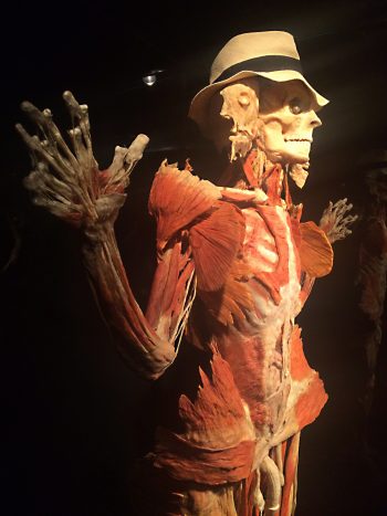 <b>Author:</b> Matty Stevenson<br>
<b>License:</b> <a href="https://creativecommons.org/licenses/by-nc-sa/2.0/" target="_blank" rel="noopener">CC BY-NC-SA 2.0</a> Body Worlds Vital2 Flickr Matty Stevenson CC BY NC SA 2 0