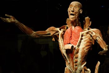 <b>Author:</b> Matty Stevenson<br>
<b>License:</b> <a href="https://creativecommons.org/licenses/by-nc-sa/2.0/" target="_blank" rel="noopener">CC BY-NC-SA 2.0</a> Body Worlds Vital Flickr Matty Stevenson CC BY NC SA 2 0