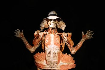 <b>Author:</b> Strange Biology<br>
<b>License:</b> <a href="https://creativecommons.org/licenses/by/2.0/" target="_blank" rel="noopener">CC BY 2.0</a> Exploded man at Body Worlds Exhibition wearing hat Flickr Strange Biology CC BY 2 0