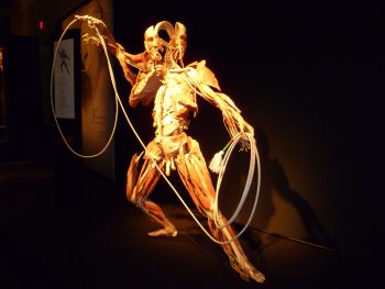<b>Author:</b> Greater Louisville<br>
<b>License:</b> <a href="https://creativecommons.org/licenses/by/2.0/" target="_blank" rel="noopener">CC BY 2.0</a> Opening of BODY WORLDS Vital Flickr Greater Louisvill CC BY 2 0