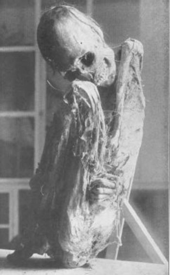 <b>Author:</b> Eduardo Pacheco<br>
<b>License:</b> <a href="https://creativecommons.org/publicdomain/zero/1.0/" target="_blank" rel="noopener">Public domain</a> Mummy of the Isnumbíes in Venezuela Wikimedia Eduardo Pacheco CC0