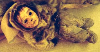 <b>Author:</b> Choffa<br>
<b>License:</b> <a href="https://creativecommons.org/publicdomain/zero/1.0/" target="_blank" rel="noopener">Public domain</a> Qilakitsoq Mummy 1 1 Wikimedia Choffa CC0